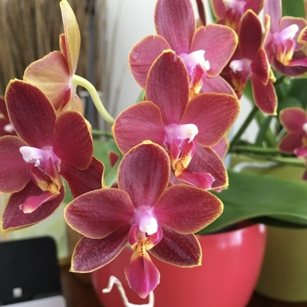 phalaenopsis